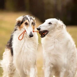 Non-Stop Dog ball on rope