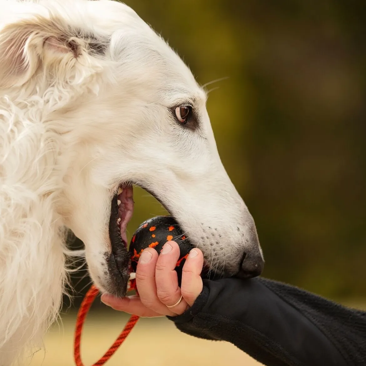 Non-Stop Dog ball on rope