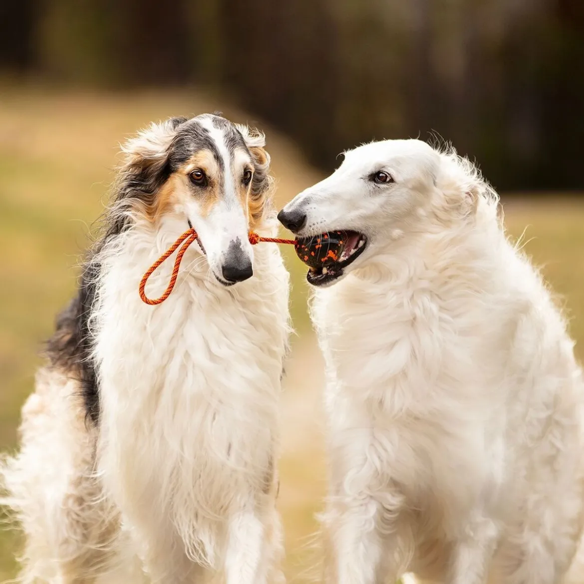 Non-Stop Dog ball on rope