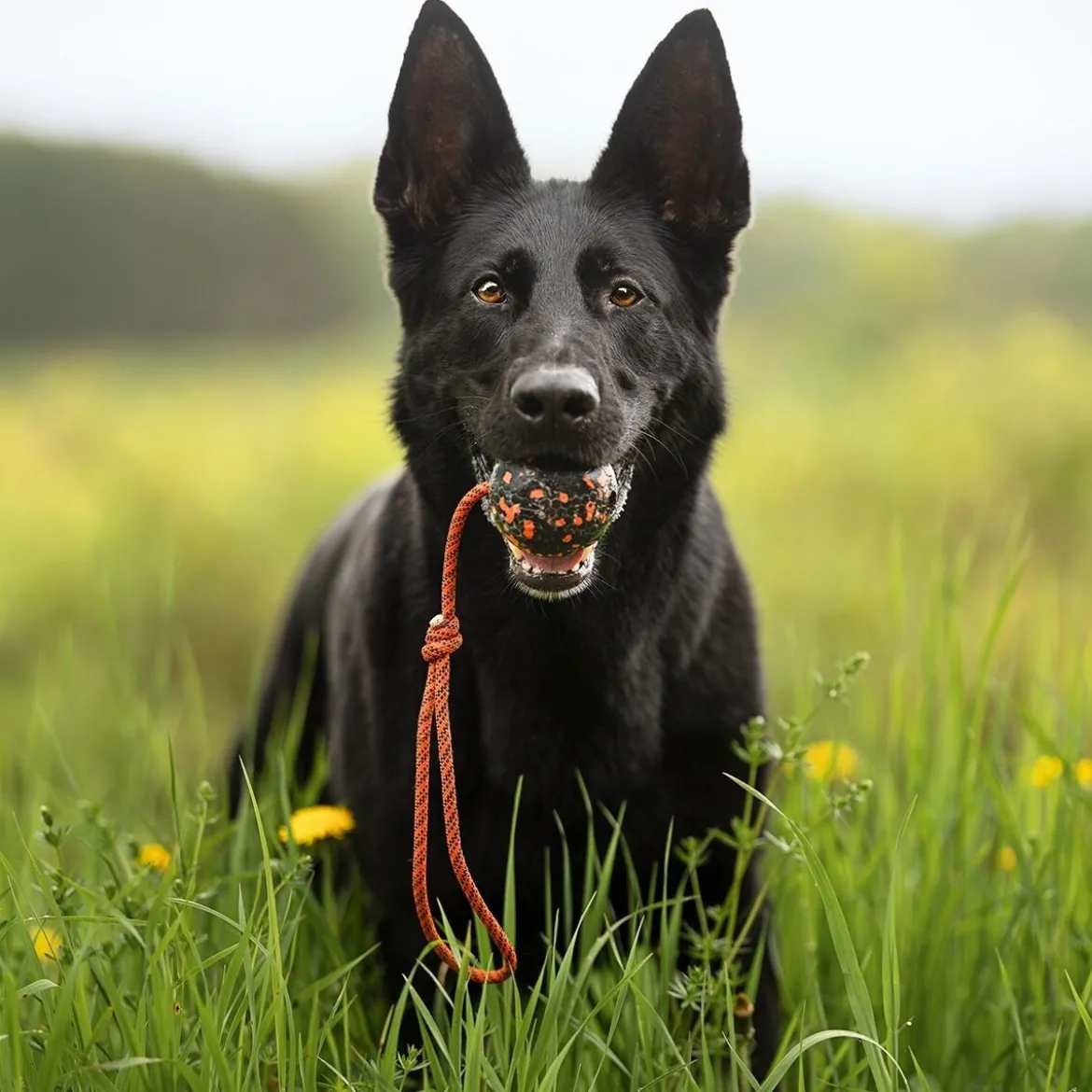 Non-Stop Dog ball on rope