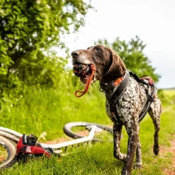 Non-Stop Dog ball on rope