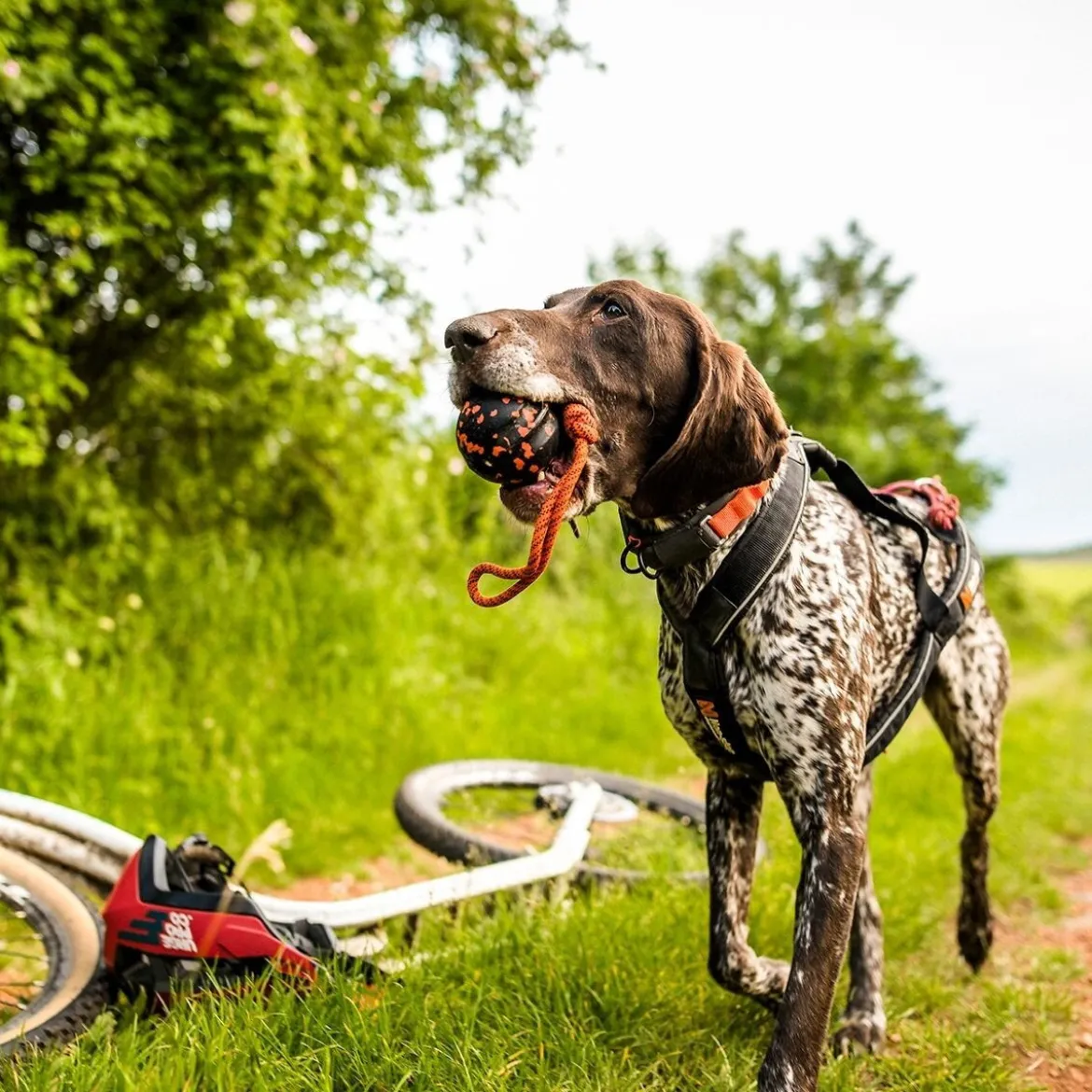 Non-Stop Dog ball on rope