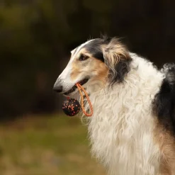 Non-Stop Dog ball on rope