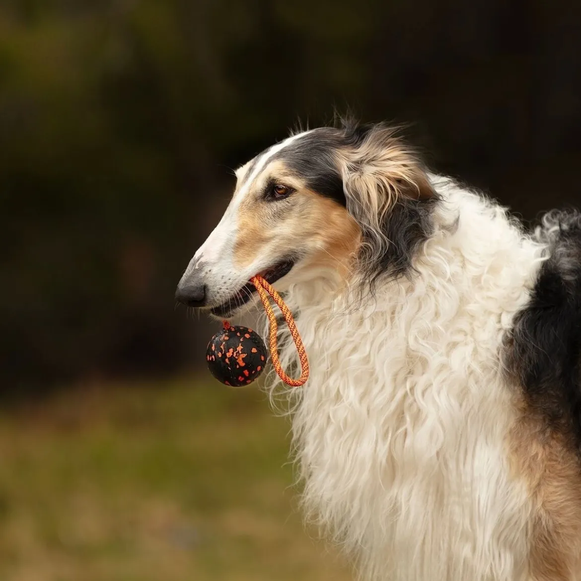 Non-Stop Dog ball on rope