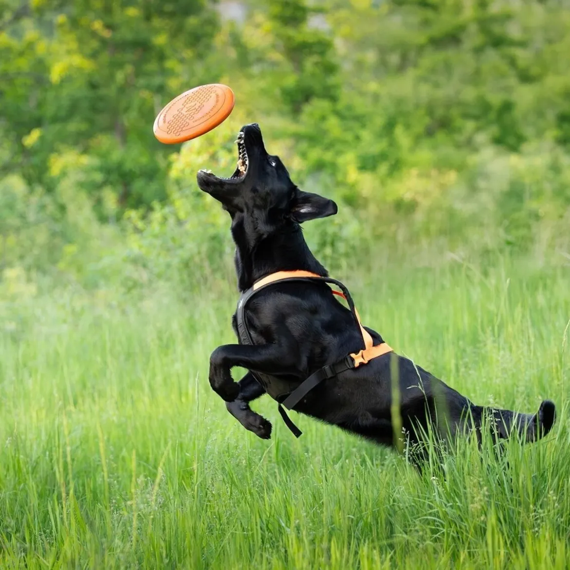Non-Stop Dog Frisbee