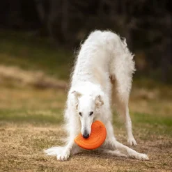 Non-Stop Dog Frisbee