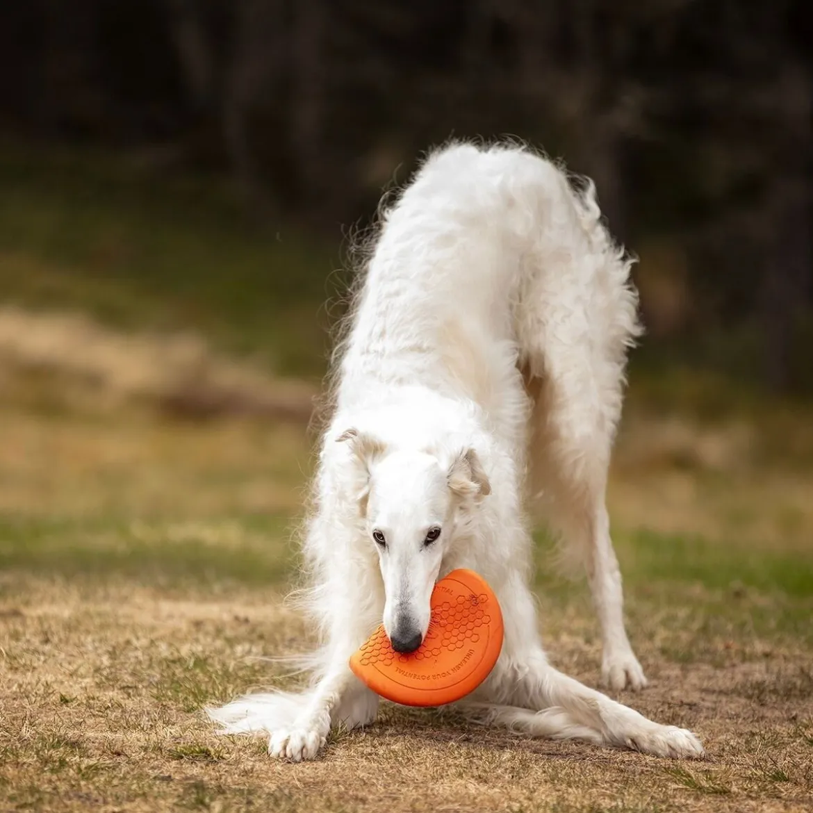 Non-Stop Dog Frisbee