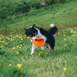 Non-Stop Dog Frisbee