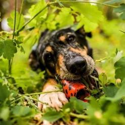 Non-Stop Dog kuminen aktivointilelu