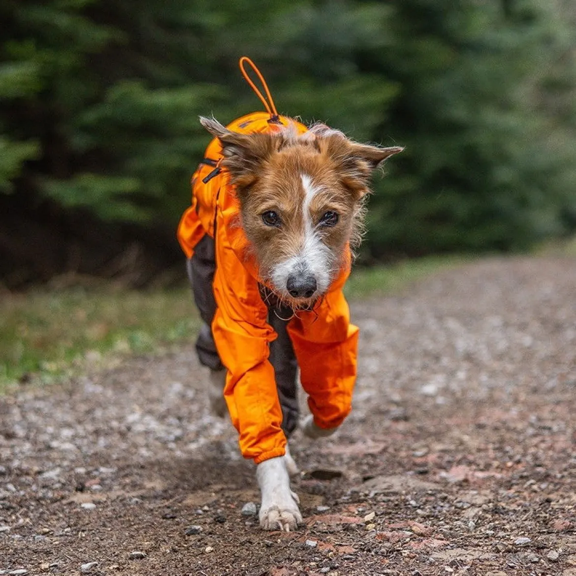 Non-stop dogwear Fjord 2.0 sadehaalari koiralle