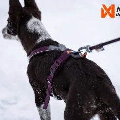Non-Stop Dogwear Line harness 5.0, violetti