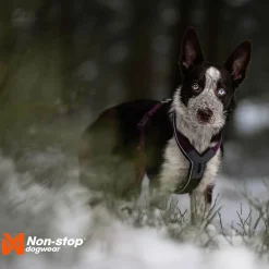 Non-Stop Dogwear Line harness 5.0, violetti