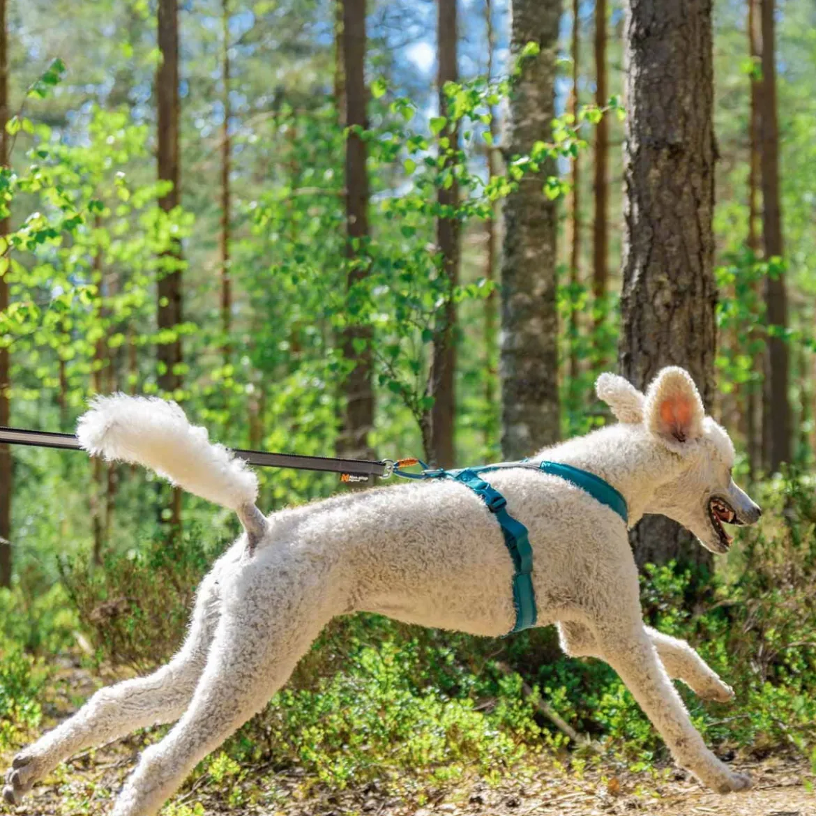 Non-Stop Line valjaat 5.0, sinivihreä