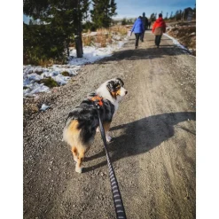 Non-stop Touring Bungee Leash 3.8m