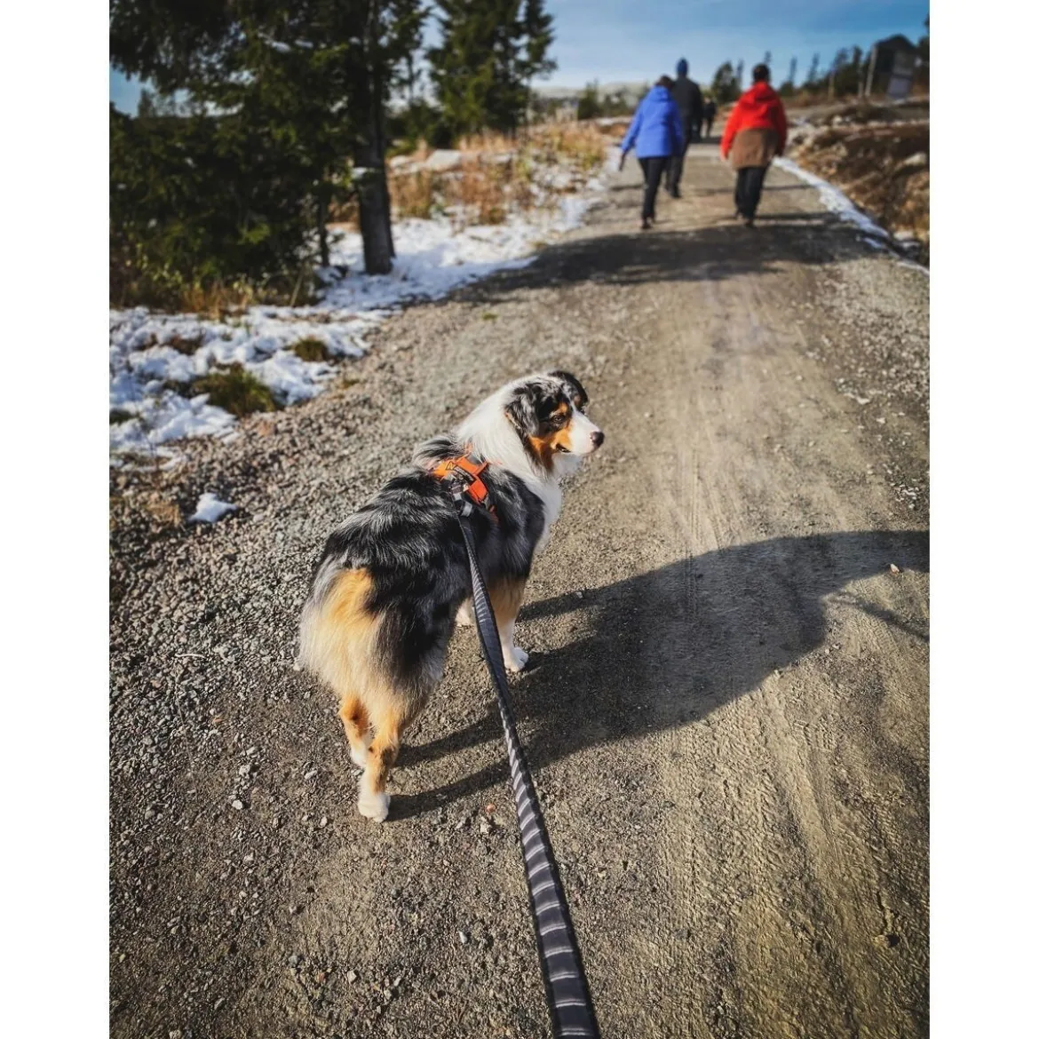 Non-stop Touring Bungee Leash 3.8m