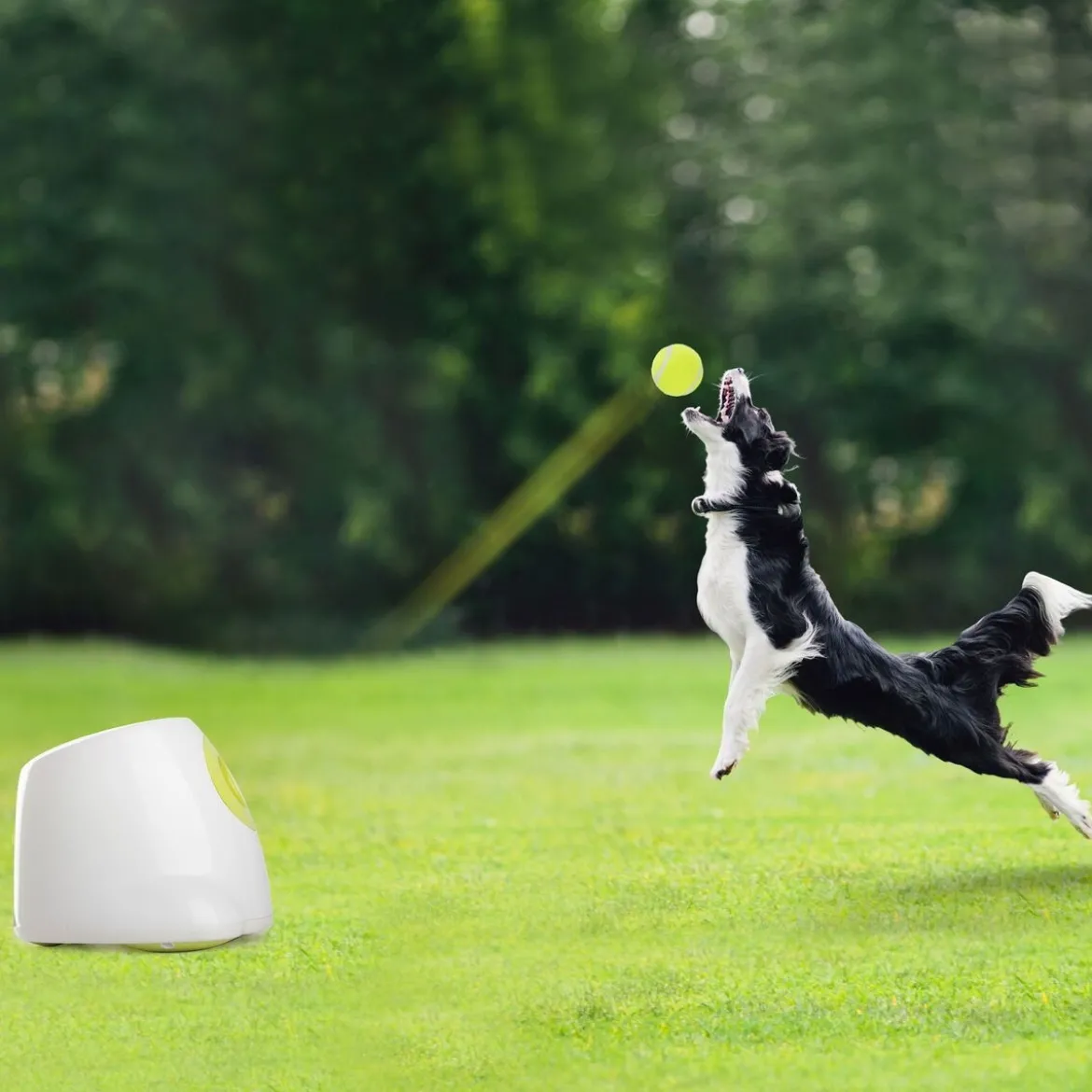 Pallotykki All for Paws Hyper Fetch Maxi