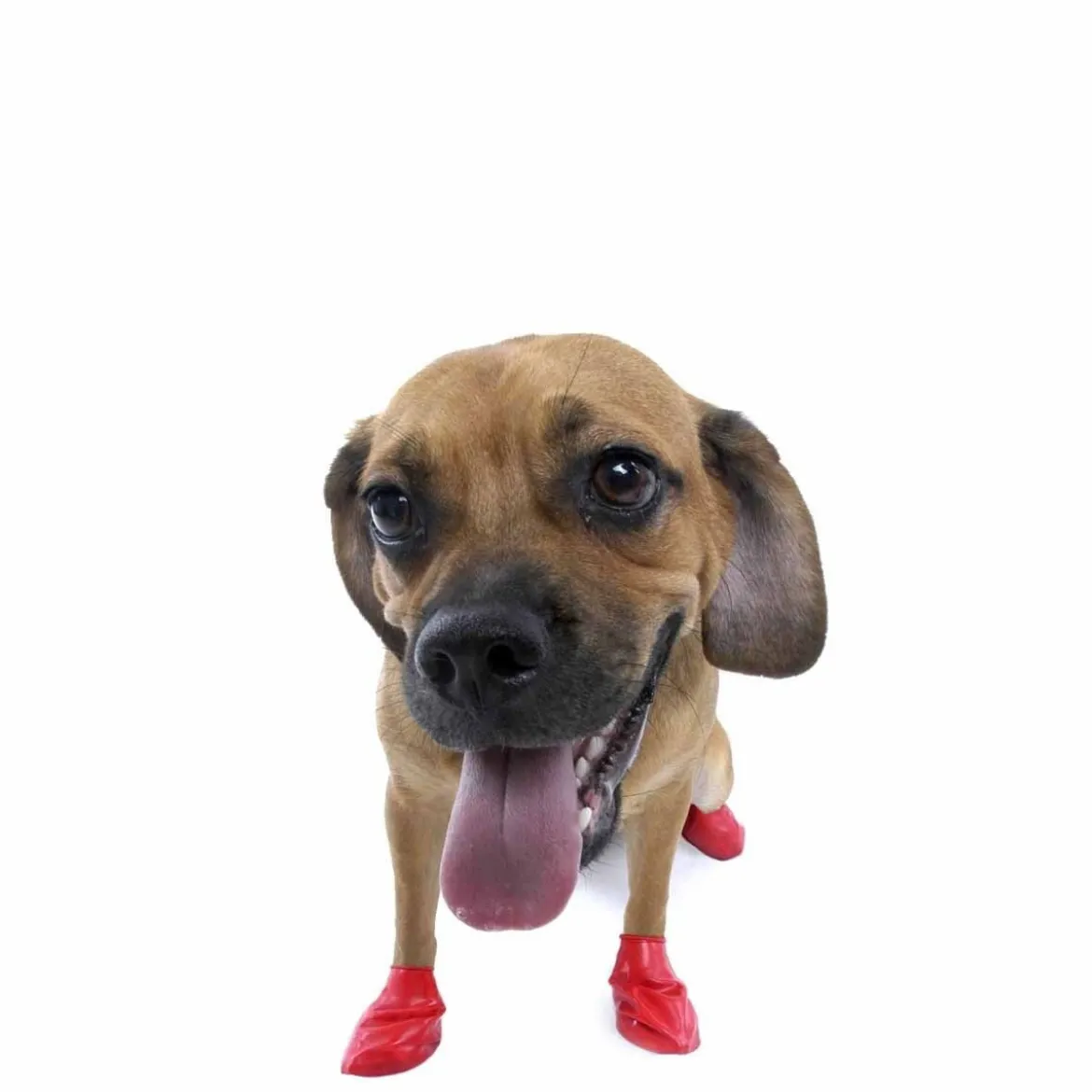 PawZ koiran suojatossut, 12 kpl