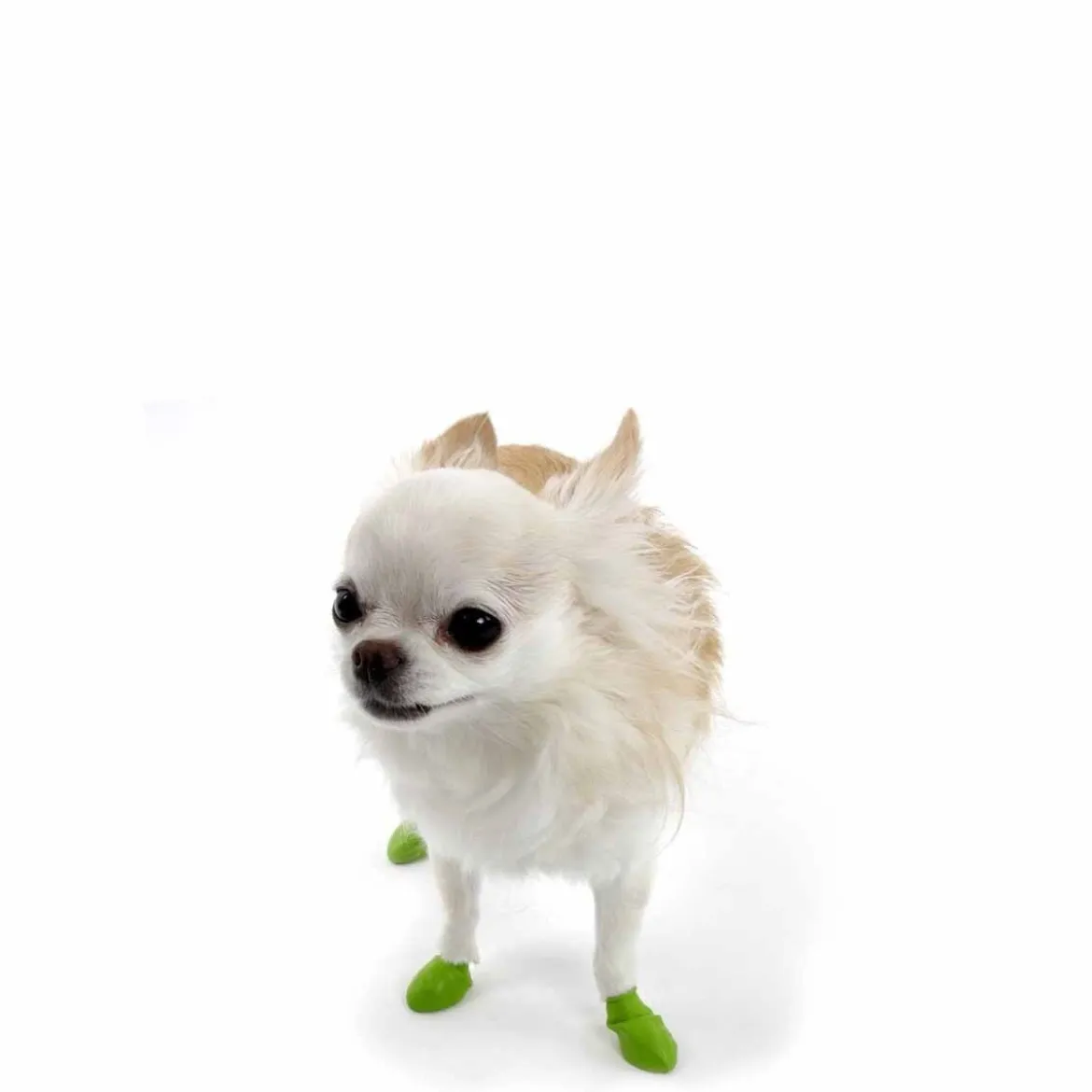 PawZ koiran suojatossut, 12 kpl