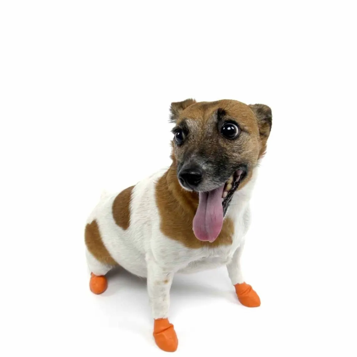 PawZ koiran suojatossut, 12 kpl