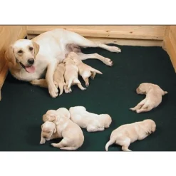 Pentulaatikon matto Drymate Whelping Mat