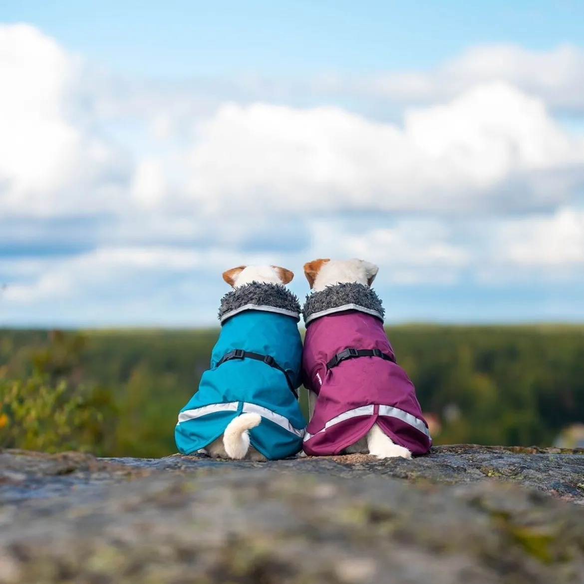 PerusPomppa valjasaukolla, luumu