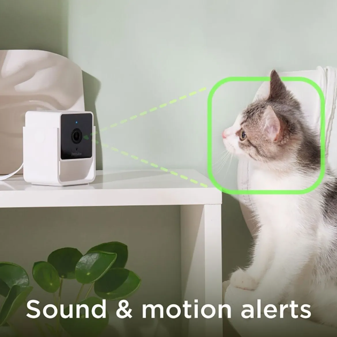 Petcube Cam lemmikkikamera kotiin