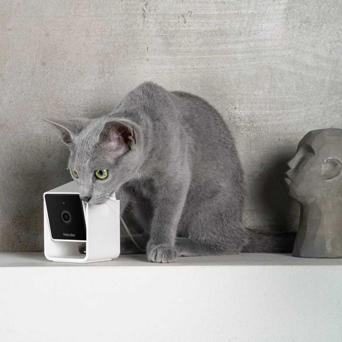 Petcube Cam lemmikkikamera kotiin