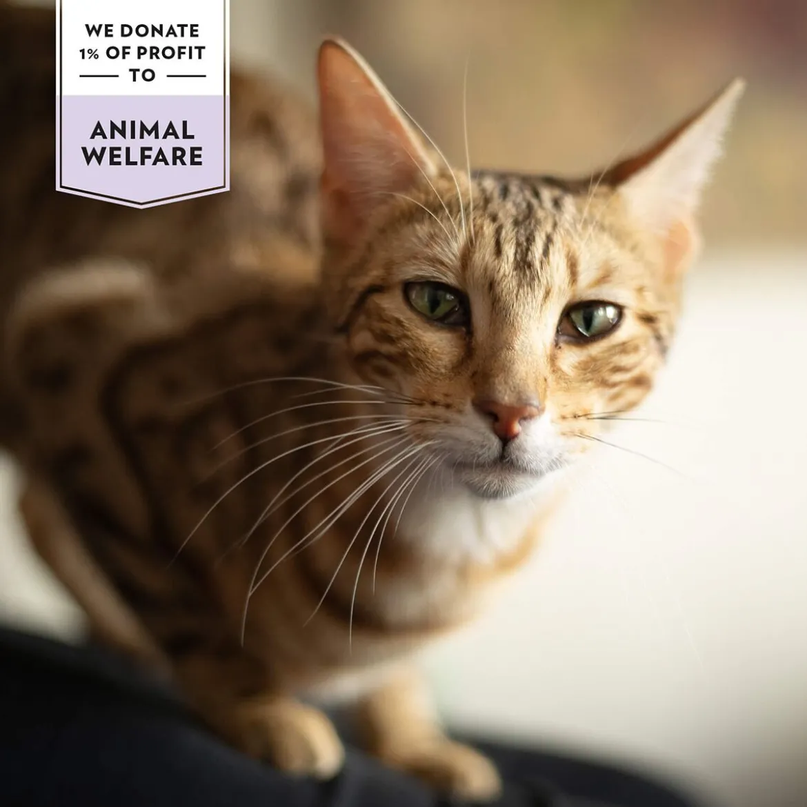 Prima Cat Crunchy Skin & Coat 40 g