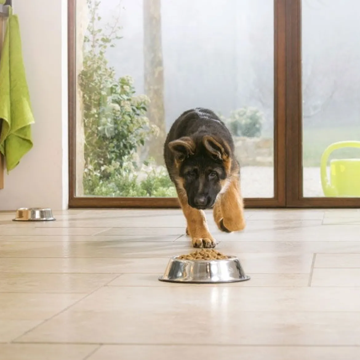 Pro Plan Large Puppy Athletic