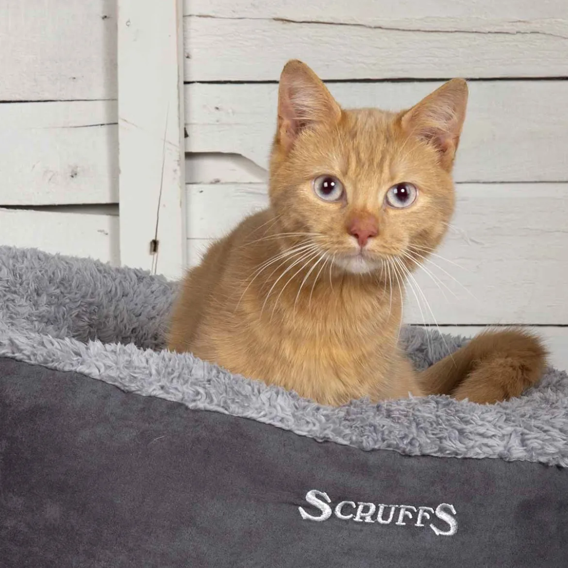 Pyöreä peti Scruffs Cosy