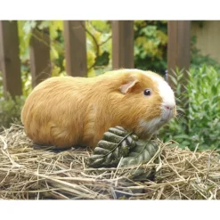 Rosewood Veggie Burst Nibble Leaves