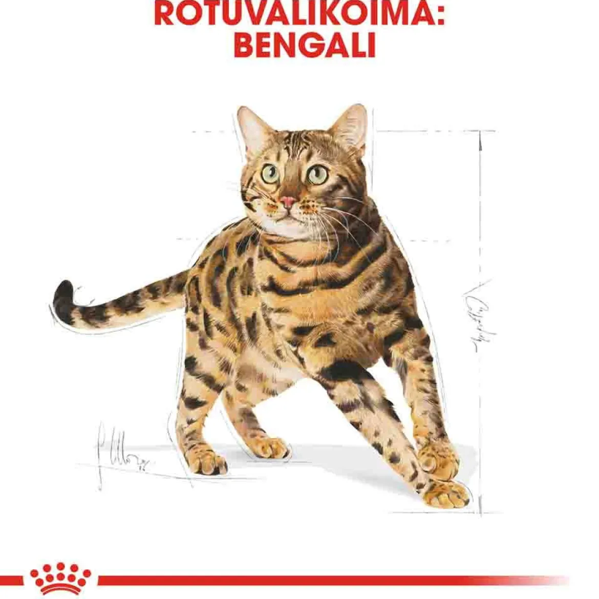 Royal Canin Bengal