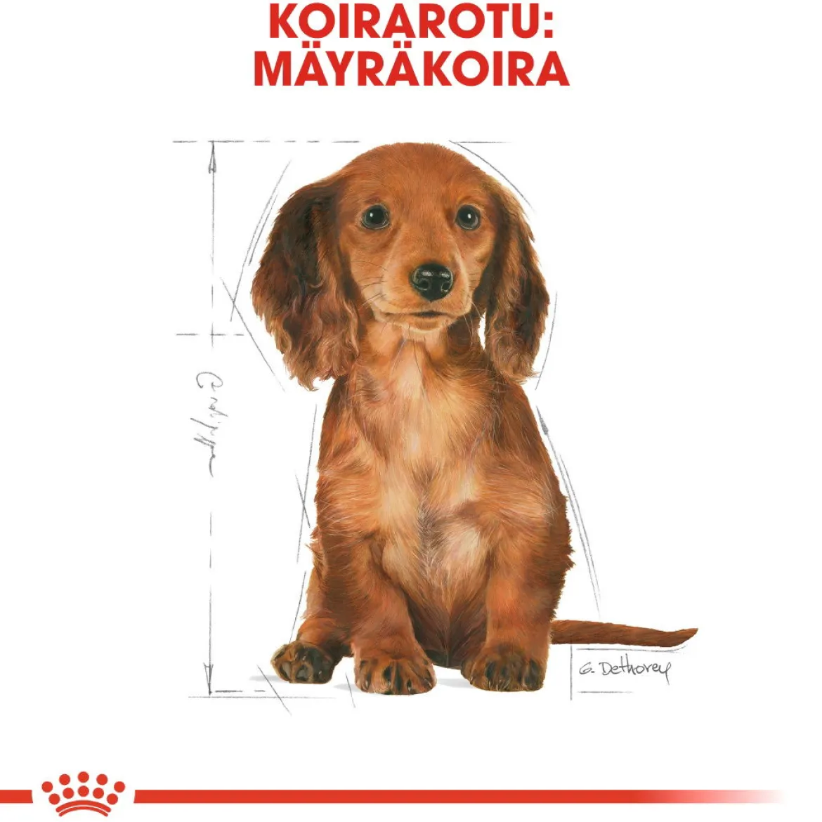 Royal Canin Breed Dachshund Puppy 1,5 kg
