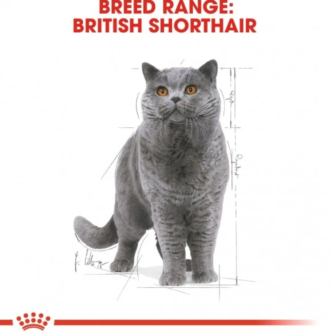 Royal Canin British Shorthair 85g, 48-pack