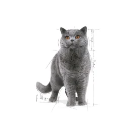 Royal Canin British Shorthair 85g, 48-pack