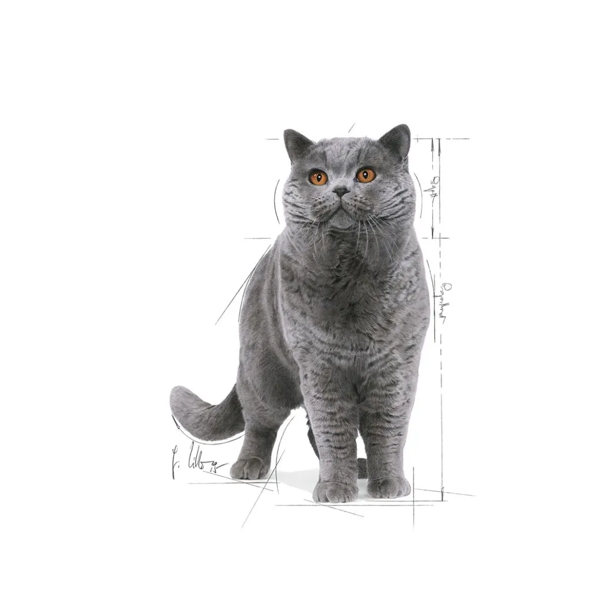 Royal Canin British Shorthair 85g, 48-pack