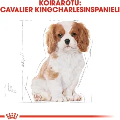 Royal Canin Cavalier Puppy 1,5 kg