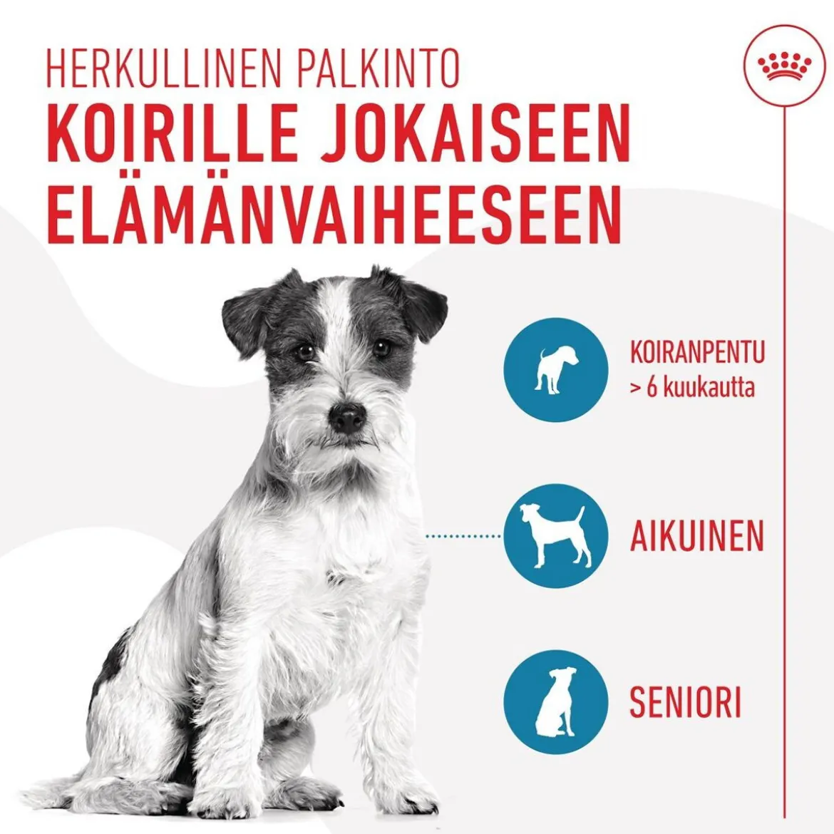 Royal Canin Dog Training Treats 110g