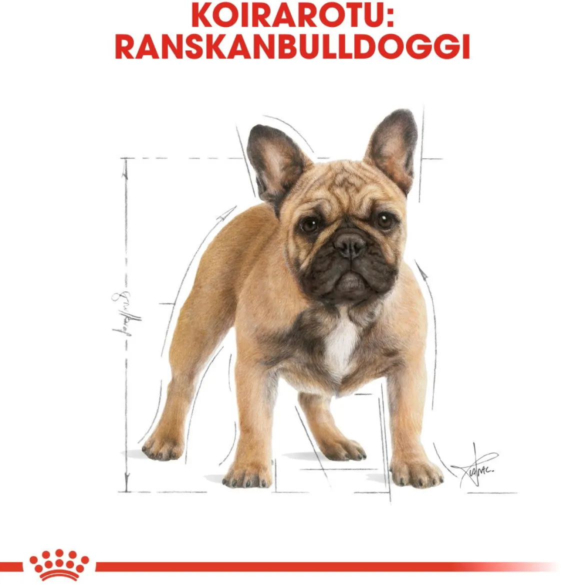 Royal Canin French Bulldog Adult