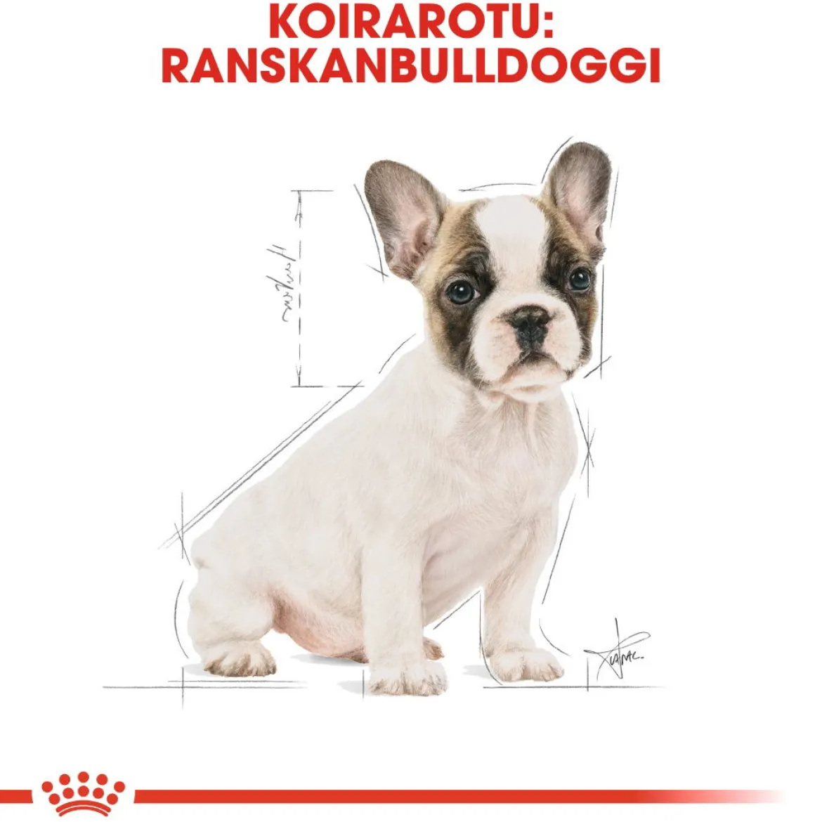 Royal Canin French Bulldog Puppy