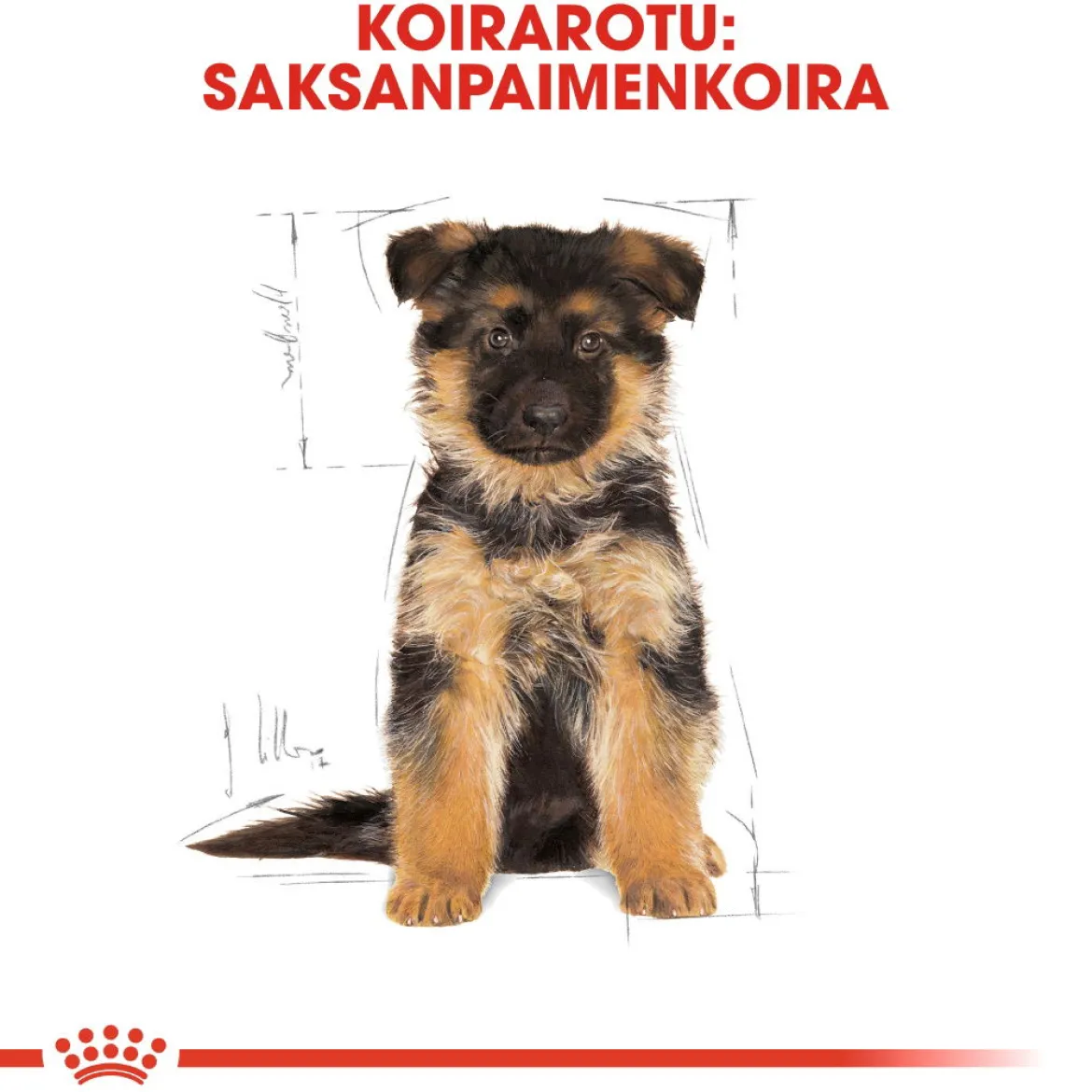 Royal Canin German Shepherd Puppy 12 kg