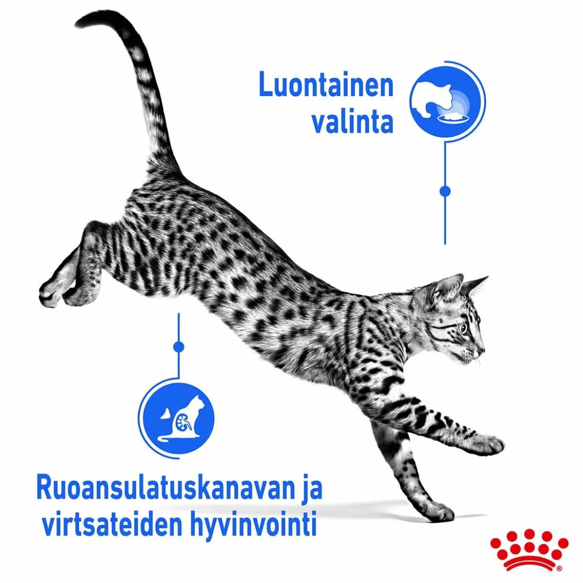 Royal Canin Indoor Jelly 12 x 85 g