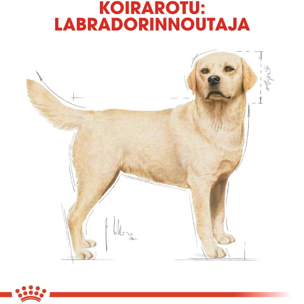 Royal Canin Labrador Retriever Adult 12 kg