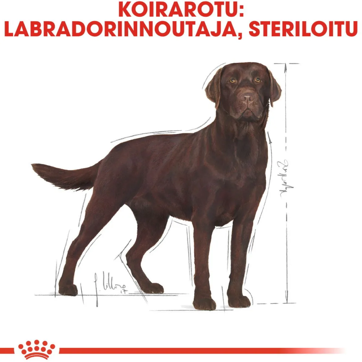 Royal Canin Labrador Retriever Sterilised 12 kg