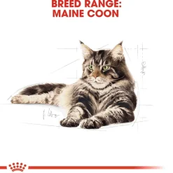 Royal Canin Maine Coon 85g, 48-pack