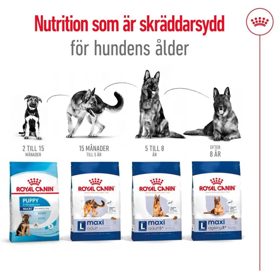 Royal Canin Maxi Ageing 8+ 2 x 15kg