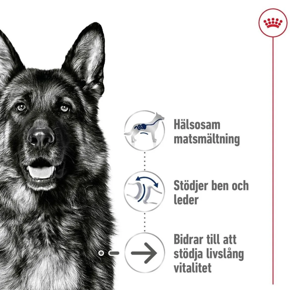 Royal Canin Maxi Ageing 8+ 2 x 15kg