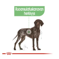 Royal Canin Maxi Digestive Care