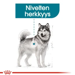 Royal Canin Maxi Joint Care