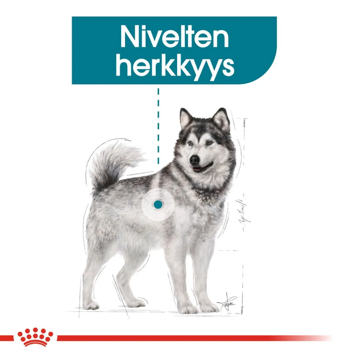 Royal Canin Maxi Joint Care